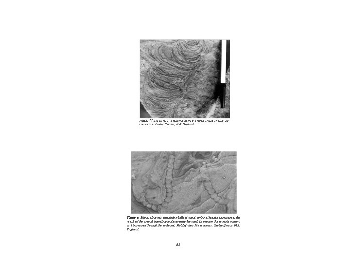Figure 44 Zoophyeos. a feeding burrow system. Field of view 20 cm across. Carboniferous,