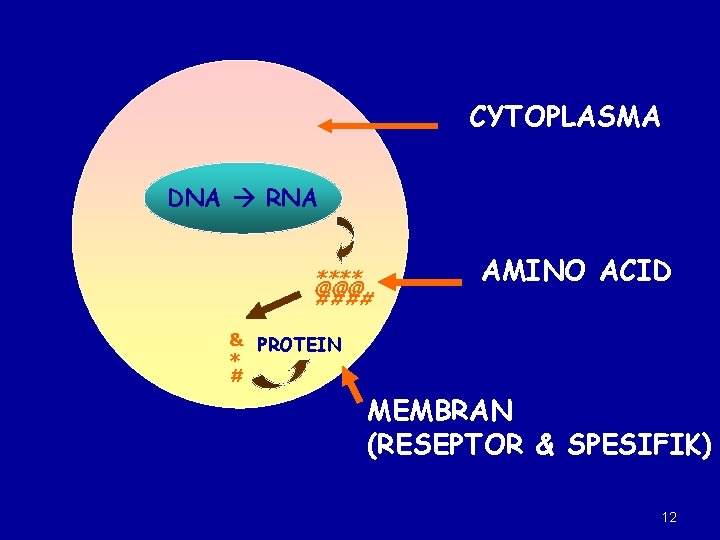 CYTOPLASMA DNA RNA **** @@@ #### AMINO ACID & PROTEIN * # MEMBRAN (RESEPTOR