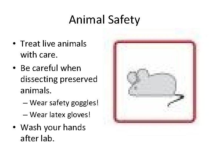 Animal Safety • Treat live animals with care. • Be careful when dissecting preserved