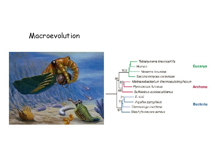 Macroevolution 