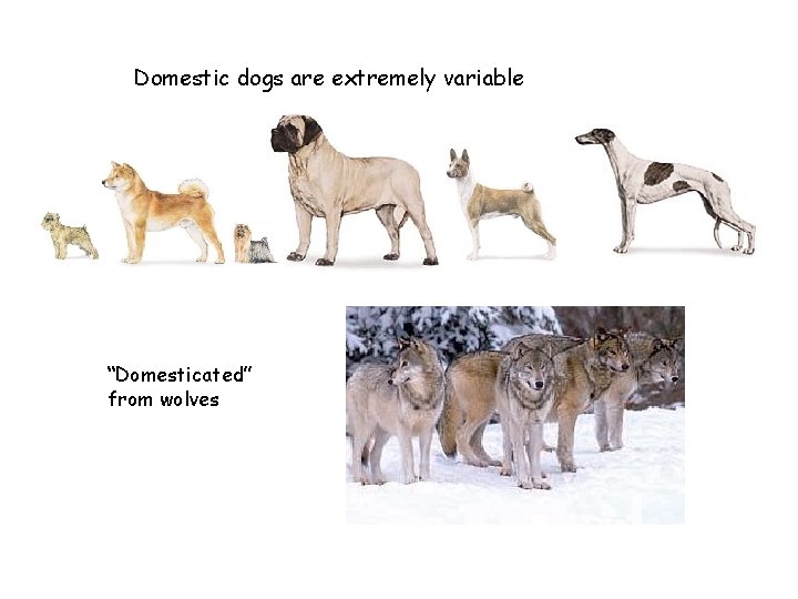 Domestic dogs are extremely variable “Domesticated” from wolves 