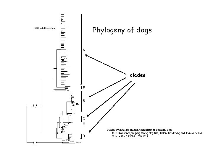 Phylogeny of dogs clades Genetic Evidence for an East Asian Origin of Domestic Dogs