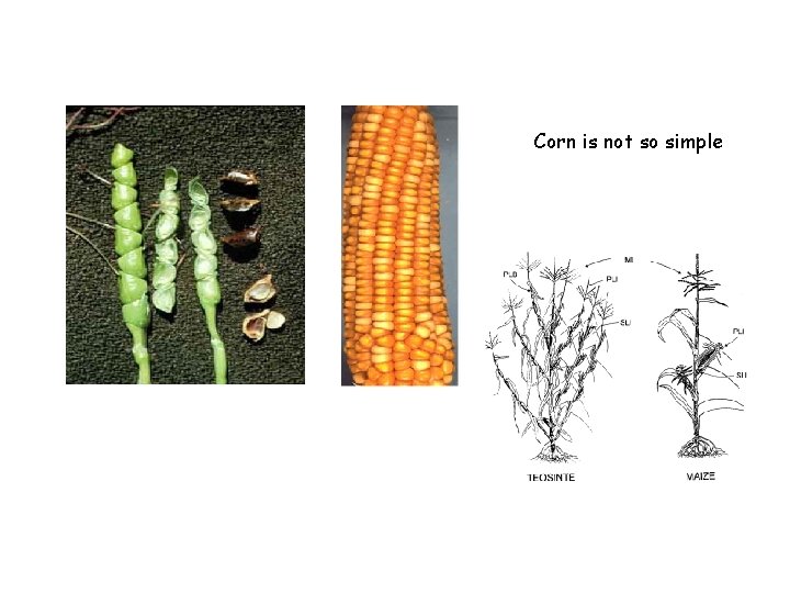 Corn is not so simple 