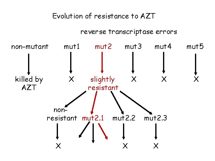 Evolution of resistance to AZT reverse transcriptase errors non-mutant mut 1 mut 2 mut