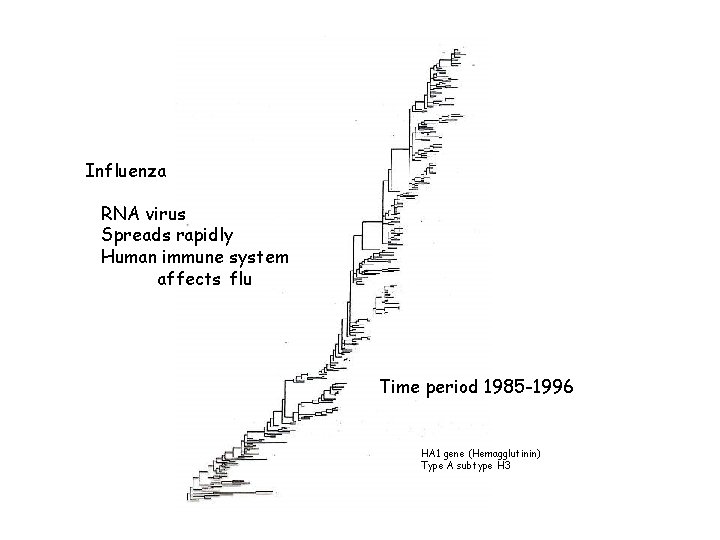 Influenza RNA virus Spreads rapidly Human immune system affects flu Time period 1985 -1996