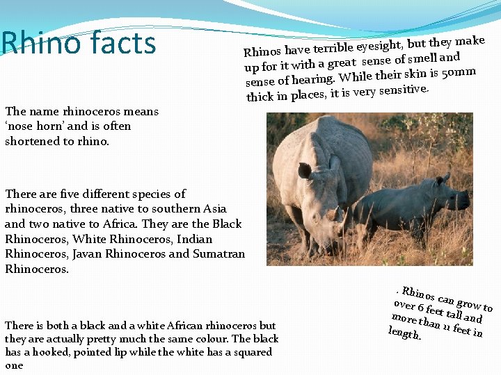 Rhino facts The name rhinoceros means ‘nose horn’ and is often shortened to rhino.