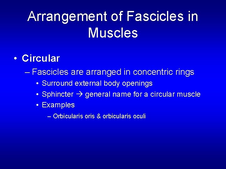 Arrangement of Fascicles in Muscles • Circular – Fascicles are arranged in concentric rings