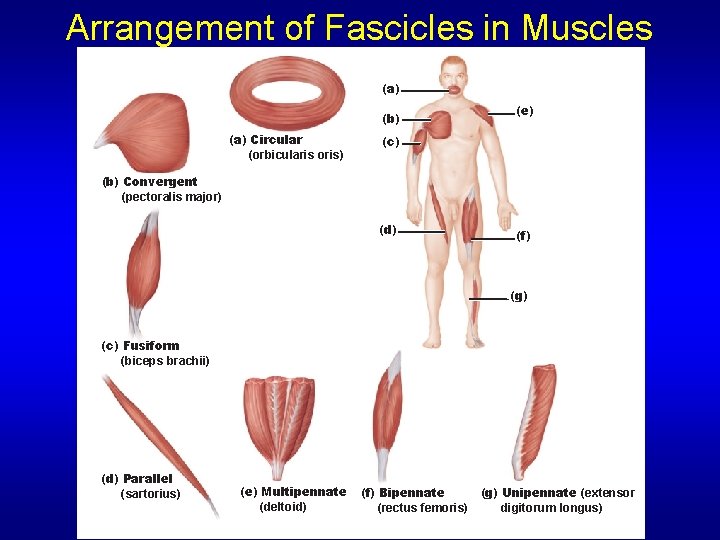 Arrangement of Fascicles in Muscles (a) (b) (a) Circular (orbicularis oris) (e) (c) (b)