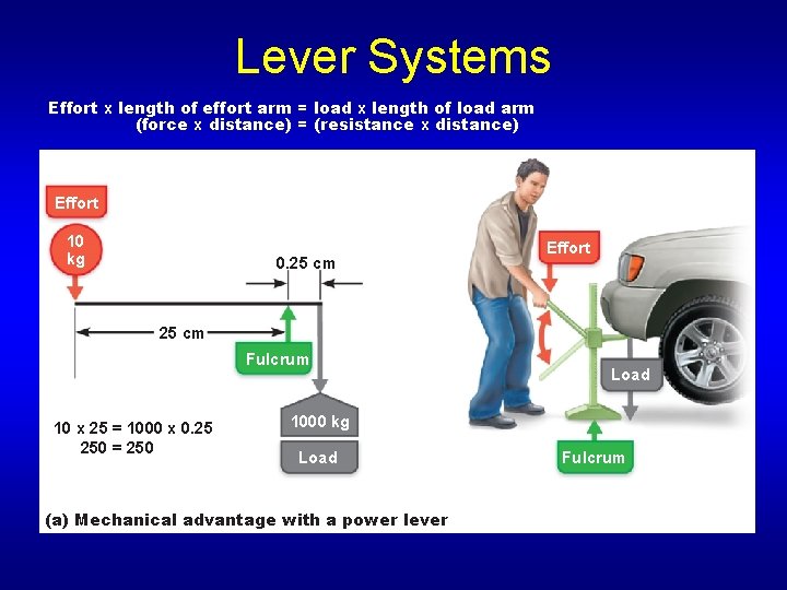 Lever Systems Effort x length of effort arm = load x length of load