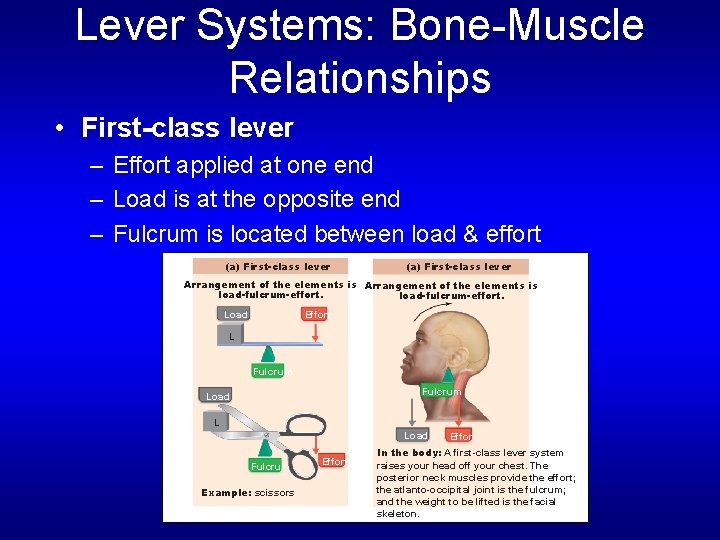 Lever Systems: Bone-Muscle Relationships • First-class lever – Effort applied at one end –