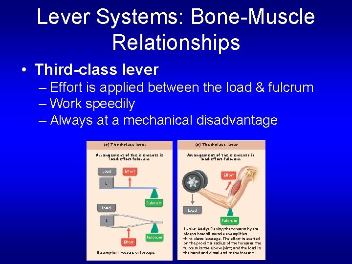 Lever Systems: Bone-Muscle Relationships • Third-class lever – Effort is applied between the load