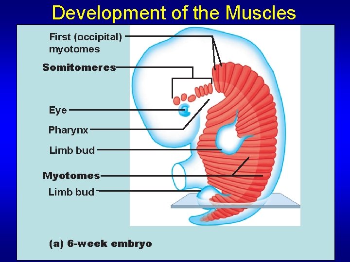 Development of the Muscles First (occipital) myotomes Somitomeres Eye Pharynx Limb bud Myotomes Limb
