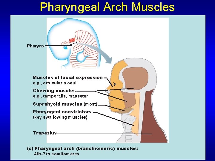 Pharyngeal Arch Muscles Pharynx Muscles of facial expression e. g. , orbicularis oculi Chewing