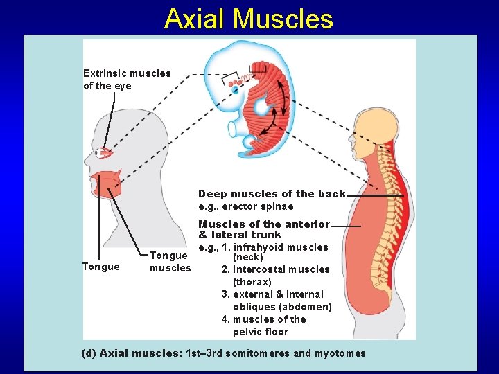 Axial Muscles Extrinsic muscles of the eye Deep muscles of the back e. g.