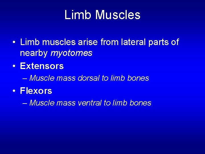 Limb Muscles • Limb muscles arise from lateral parts of nearby myotomes • Extensors