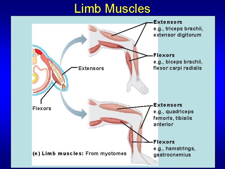 Limb Muscles Extensors e. g. , triceps brachii, extensor digitorum Extensors Flexors (e) Limb