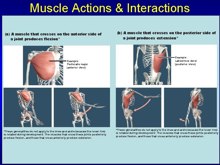 Muscle Actions & Interactions (a) A muscle that crosses on the anterior side of