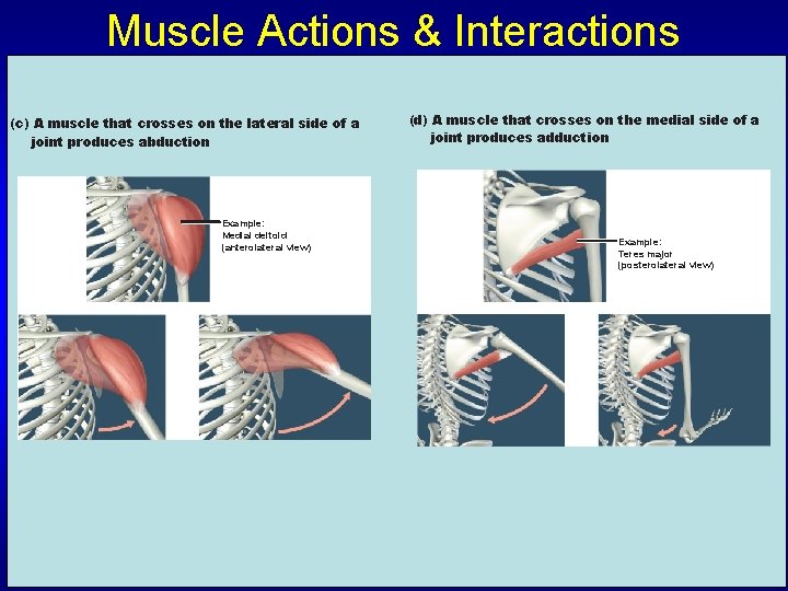 Muscle Actions & Interactions (c) A muscle that crosses on the lateral side of