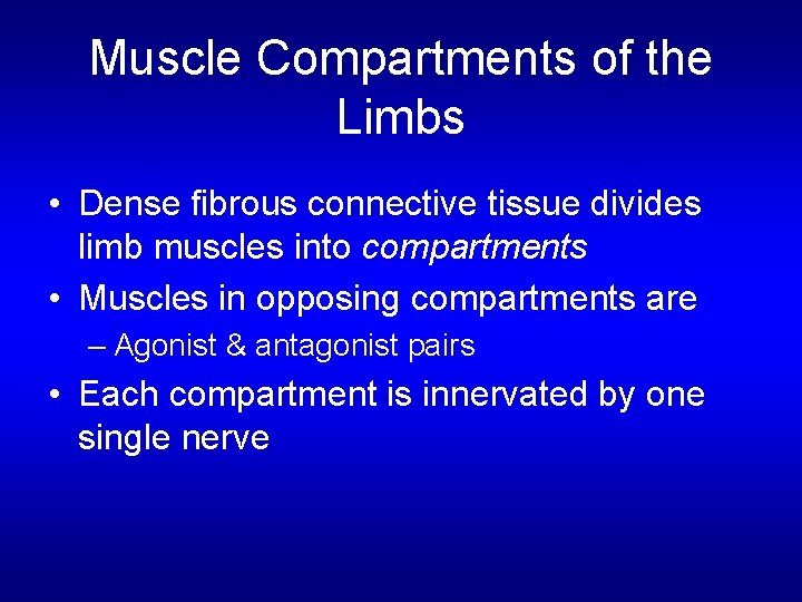 Muscle Compartments of the Limbs • Dense fibrous connective tissue divides limb muscles into