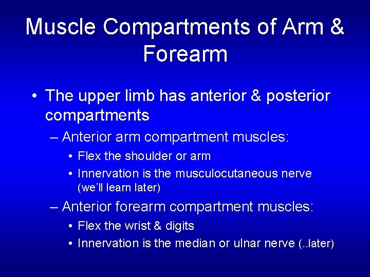 Muscle Compartments of Arm & Forearm • The upper limb has anterior & posterior