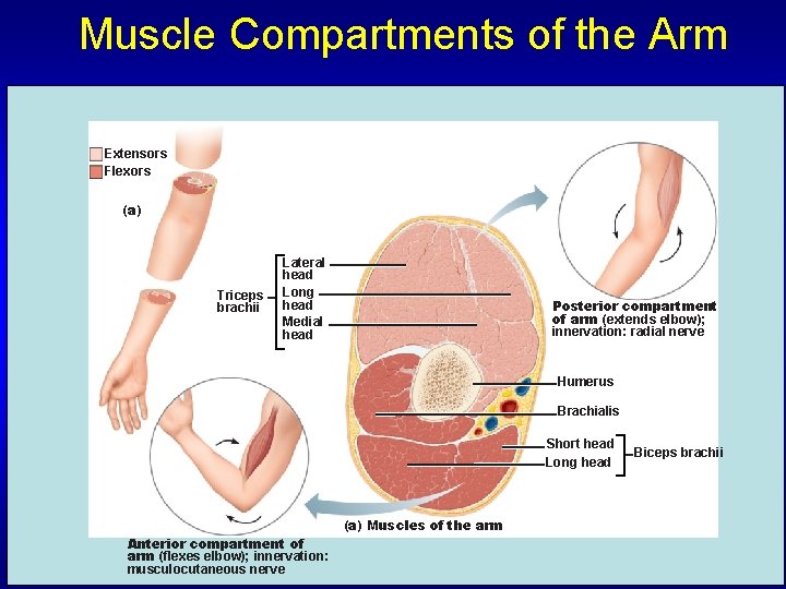 Muscle Compartments of the Arm Extensors Flexors (a) Triceps brachii Lateral head Long head