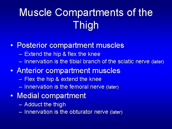 Muscle Compartments of the Thigh • Posterior compartment muscles – Extend the hip &