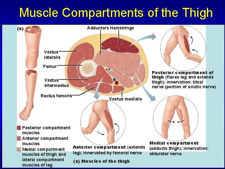 Muscle Compartments of the Thigh (a) Adductors Hamstrings Vastus lateralis Femur Posterior compartment of