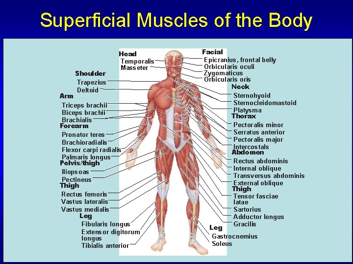 Superficial Muscles of the Body Shoulder Trapezius Deltoid Head Temporalis Masseter Arm Triceps brachii