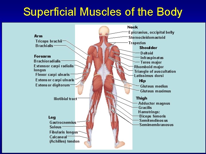 Superficial Muscles of the Body Arm Triceps brachii Brachialis Forearm Brachioradialis Extensor carpi radialis
