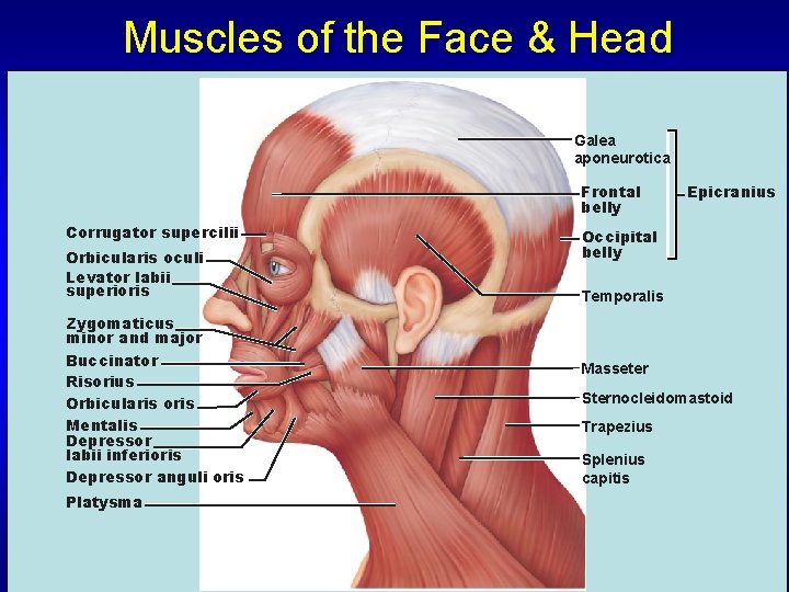 Muscles of the Face & Head Galea aponeurotica Frontal belly Corrugator supercilii Orbicularis oculi