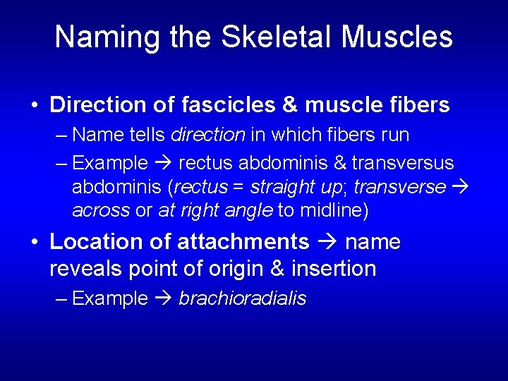 Naming the Skeletal Muscles • Direction of fascicles & muscle fibers – Name tells