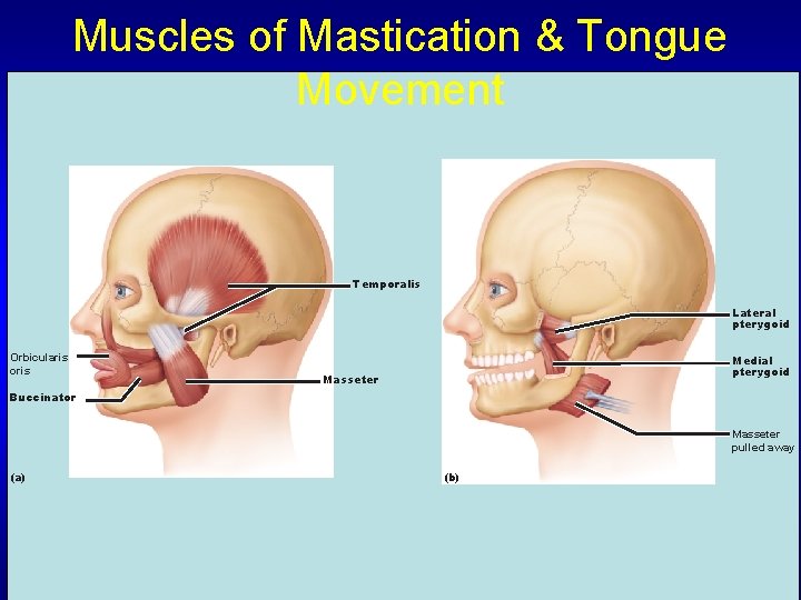 Muscles of Mastication & Tongue Movement Temporalis Lateral pterygoid Orbicularis oris Medial pterygoid Masseter