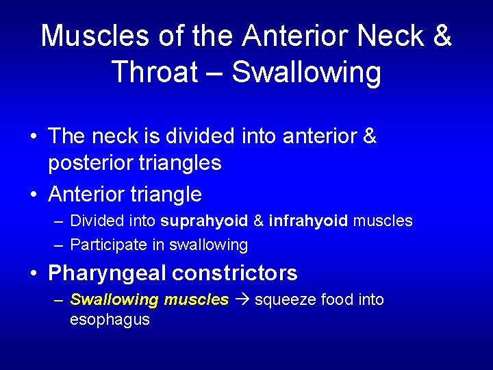 Muscles of the Anterior Neck & Throat – Swallowing • The neck is divided