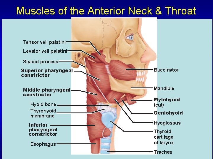Muscles of the Anterior Neck & Throat Tensor veli palatini Levator veli palatini Styloid