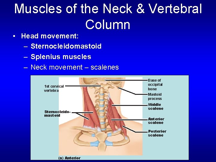 Muscles of the Neck & Vertebral Column • Head movement: – Sternocleidomastoid – Splenius