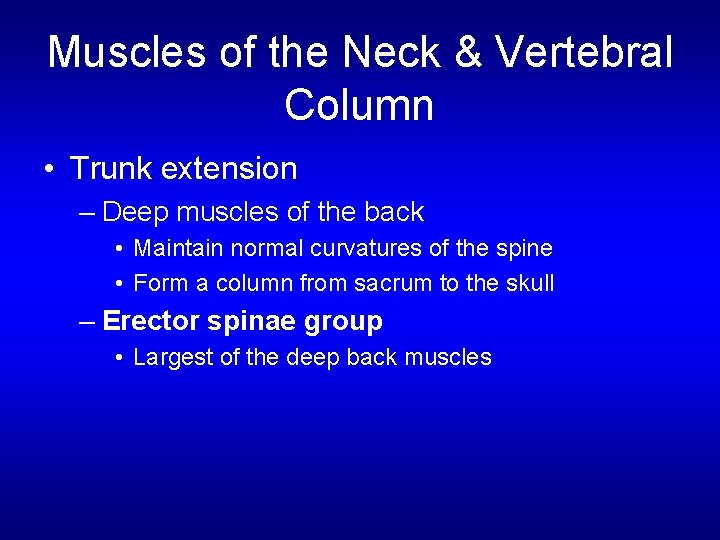 Muscles of the Neck & Vertebral Column • Trunk extension – Deep muscles of