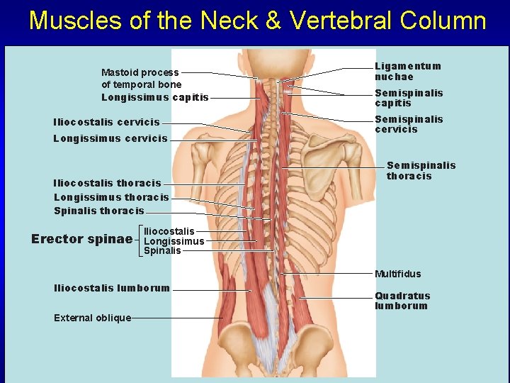 Muscles of the Neck & Vertebral Column Mastoid process of temporal bone Longissimus capitis