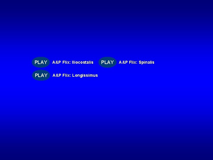 PLAY A&P Flix: Iliocostalis PLAY A&P Flix: Longissimus PLAY A&P Flix: Spinalis 