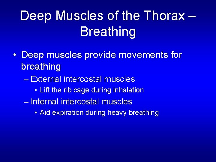 Deep Muscles of the Thorax – Breathing • Deep muscles provide movements for breathing