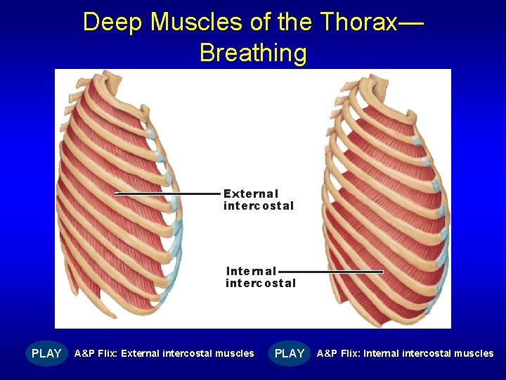 Deep Muscles of the Thorax— Breathing External intercostal Internal intercostal PLAY A&P Flix: External