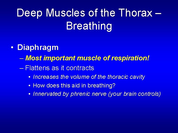 Deep Muscles of the Thorax – Breathing • Diaphragm – Most important muscle of
