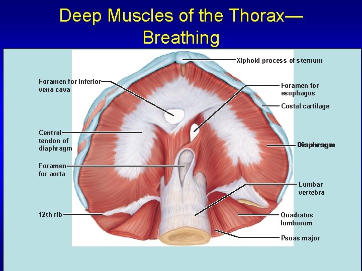 Deep Muscles of the Thorax— Breathing Xiphoid process of sternum Foramen for inferior vena