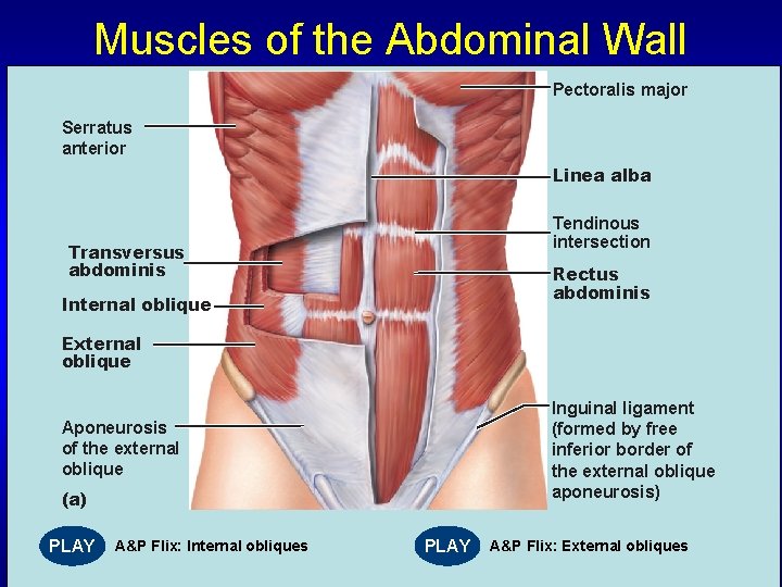 Muscles of the Abdominal Wall Pectoralis major Serratus anterior Linea alba Tendinous intersection Transversus