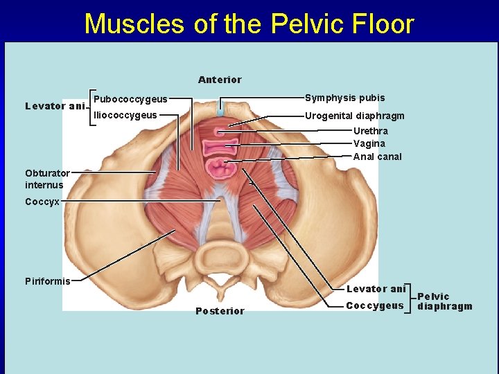 Muscles of the Pelvic Floor Anterior Levator ani Pubococcygeus Symphysis pubis IIiococcygeus Urogenital diaphragm
