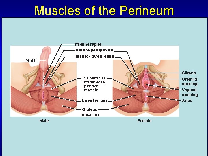 Muscles of the Perineum Midline raphe Bulbospongiosus Ischiocavernosus Penis Clitoris Superficial transverse perineal muscle