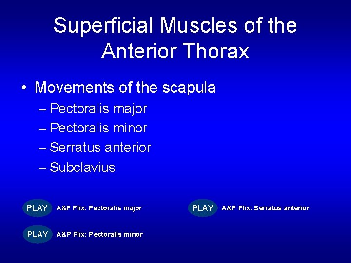 Superficial Muscles of the Anterior Thorax • Movements of the scapula – Pectoralis major
