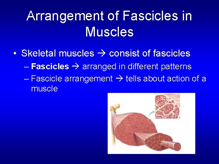 Arrangement of Fascicles in Muscles • Skeletal muscles consist of fascicles – Fascicles arranged