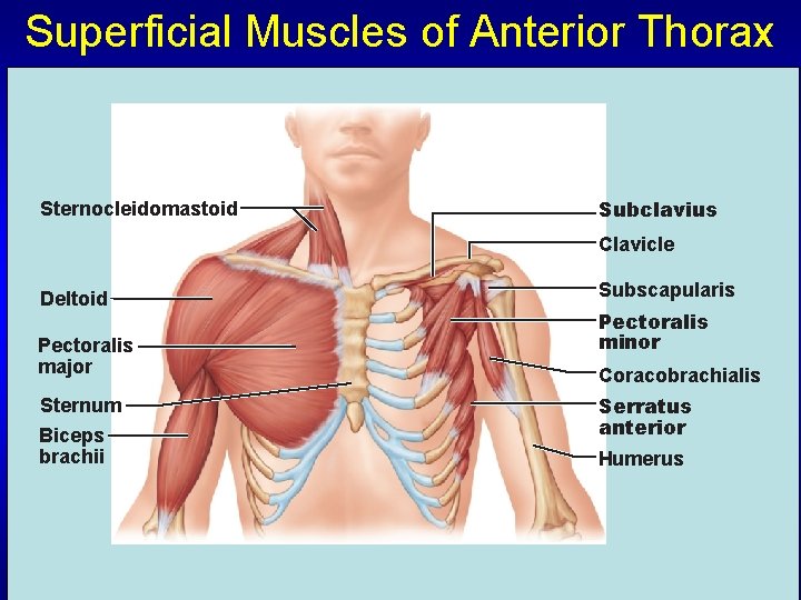 Superficial Muscles of Anterior Thorax Sternocleidomastoid Subclavius Clavicle Deltoid Pectoralis major Sternum Biceps brachii