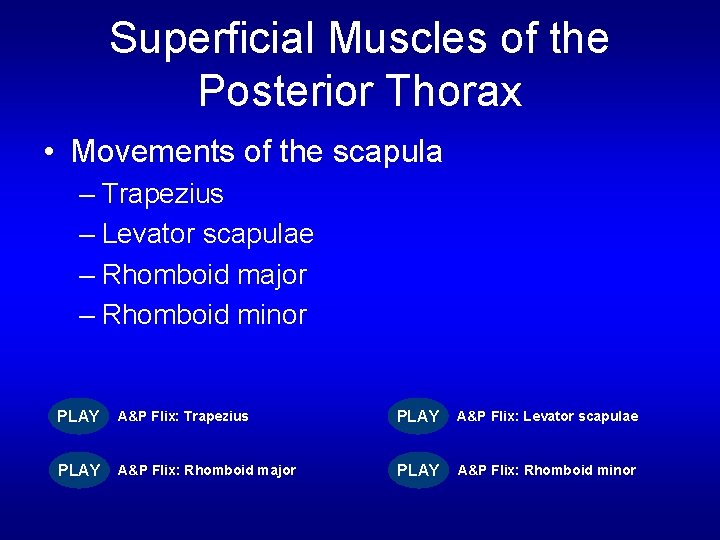 Superficial Muscles of the Posterior Thorax • Movements of the scapula – Trapezius –