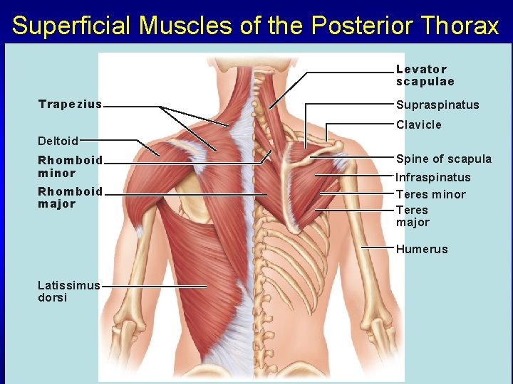 Superficial Muscles of the Posterior Thorax Levator scapulae Trapezius Supraspinatus Clavicle Deltoid Rhomboid minor
